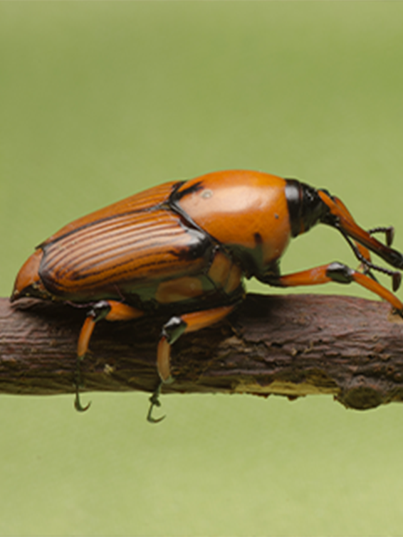 red_weevil_thumbnail_2.png